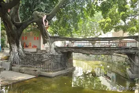 顺德奇景“树生桥”图片