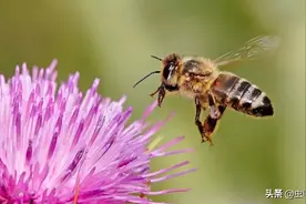 自然科普：重口味的昆虫不仅吃便便，还会擅长“装屎”图片