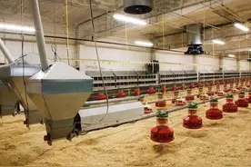 为何美国的猪肉产量高，看看他们的喂猪方式，就明白了图片