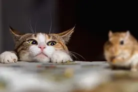 猫为什么喜欢吃鱼？不，鱼并不是猫的最爱图片