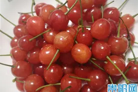 贵阳一网友用盐水泡樱桃居然有虫爬出！专家：无害图片