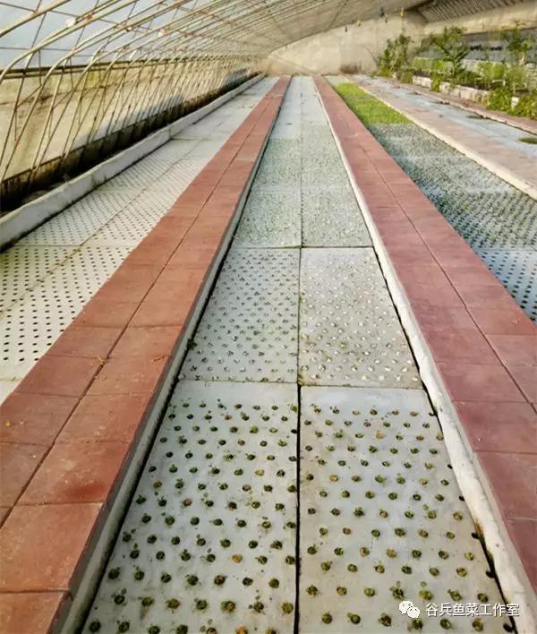 鱼菜共生植物缺素新认知