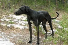 母爱！流浪狗妈妈为保护孩子，与猎豹“搏斗”毫无畏惧图片