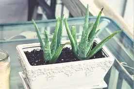 芦荟在家里应该放在哪？很多人还不知道，看完赶紧告诉家人视频封面