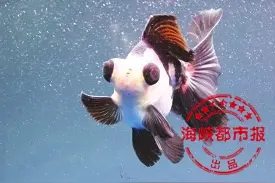 夏季饲养金鱼你知道多少？图片