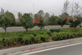 去往阜阳机场路上盛开的玫瑰花，美极了图片