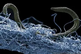 科学家在南极洲发现冰下“新世界”，长约140公里图片