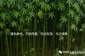 蓬赖麻直-荀子四字成语荀卿庠读书会整理图片