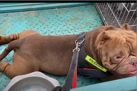 河南：三年前十多万买的恶霸犬，如今3万卖不掉，网友：300差不多图片