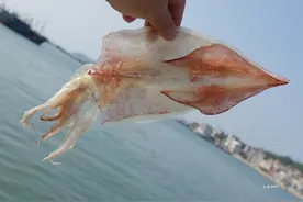 阳光的味道，半干鱿鱼的魅力，随附几道菜肴制作流程图片