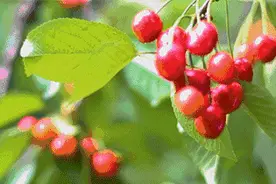 重庆主城+近郊户外烧烤地图出炉 还可摘樱桃草莓钓鱼图片
