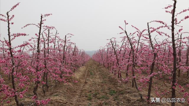 氨基酸涂干作用大