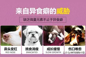异食癖综述，你家的狗有舔便便的习惯吗？图片