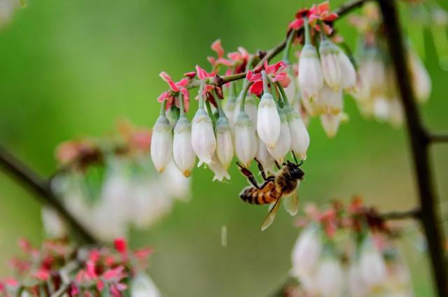 蓝莓的花期管理
