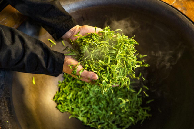 安吉白茶“鲜”从何来？氨基酸翻2倍的小罐绿茶忍不住揭秘