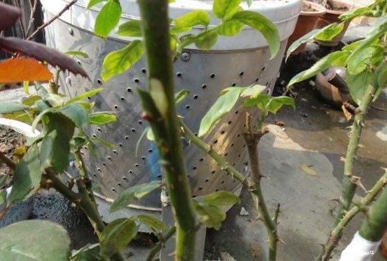 月季嫁接很难？教你一招，就能提高嫁接成活率，让植株开出多色花