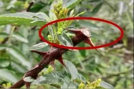 青花椒常用的几种修剪方法，理论基础，以及在生产中的应用图片