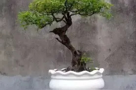 山上黄荆树桩，简单几个步骤，就能养成古朴苍劲的盆景图片