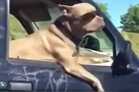 搞笑动物锦集，有趣的动物万里挑一图片