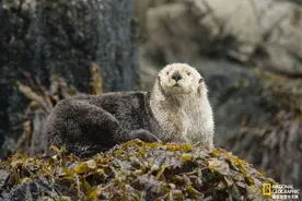 海獭如何帮助保护海底草甸？图片