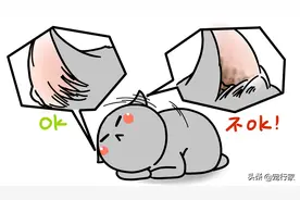 猫咪洗耳技巧详解：耳螨之殇、预防秘籍和实操指南图片