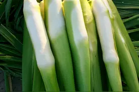 既是五谷又是药材的茭白，为何被人们当成了笋？图片