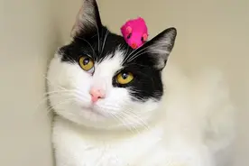 宠物猫狗美容护理并不难，学好这五个方面，就是合格的宠物美容师图片