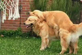 都说异性相吸，为什么公狗也互相骑跨呢？有这些原因图片