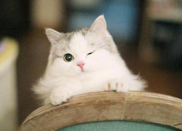 猫薄荷吸多了有坏处吗(逗猫神器猫薄荷到底对猫咪有没有的伤害吸多了上瘾)