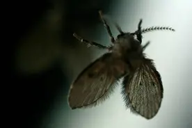 卫生间有很多小飞虫，有什么妙招可以解决呢？