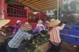 徐闻菠萝“选果就像开盲盒”，有人靠赌菠萝年赚100多万，有人1毛1斤贱卖图片