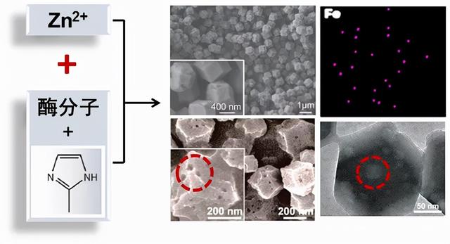 清华教授突破酶和金属催化剂的“次元壁”，药物中间体可高效合成