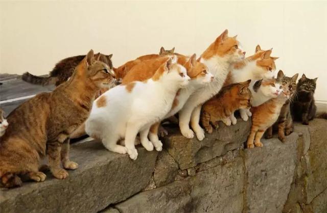 梦见一只猫生了好多小猫，梦境背后的深层含义与解析