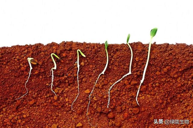 作物生长调节剂，氨基酸竟然这么重要！（一）