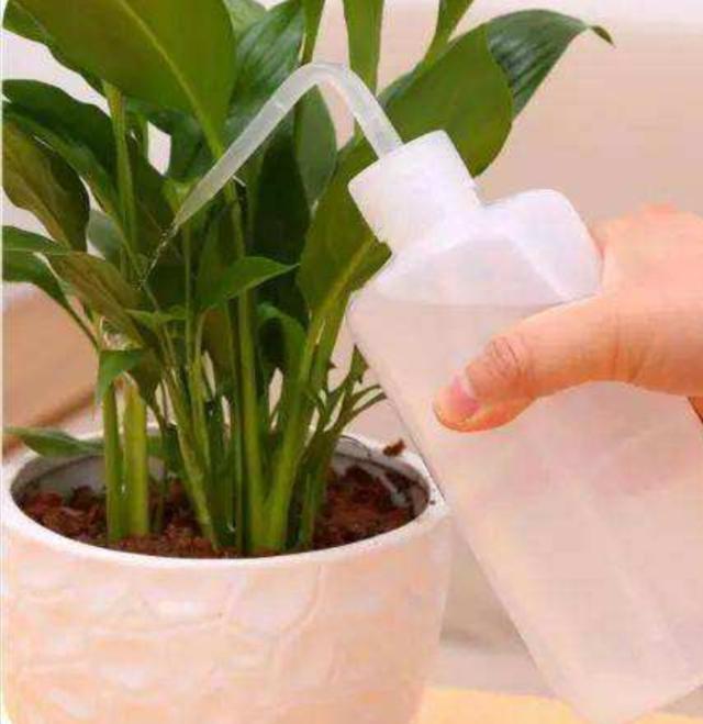花盆里的“小飞虫”越来越多，教你几个除虫小方法，简单又好用