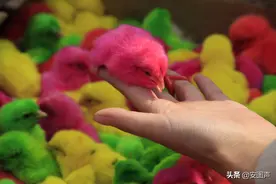 街头五颜六色的小鸡是孩子们的最爱，为什么老人却说不能买？图片