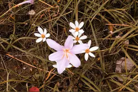 生死是什么，爱比两者强大-王尔德暗黑风童话，死亡救赎唯美描述图片