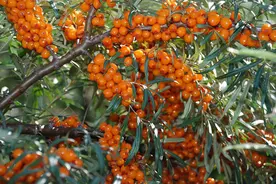 沙棘：沙棘是世界上最古老的植物？有何过人之处？图片