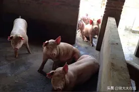 猪身上有这些症状，是什么情况?图片