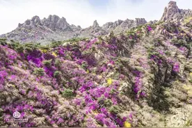 青岛：最美大珠山杜鹃花定妆照！盛花期已来！小长假走起！图片