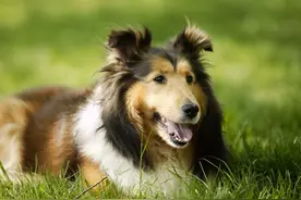 狗狗“求救”的六大信号，你却以为在撒娇，狗狗：我有苦说不出图片