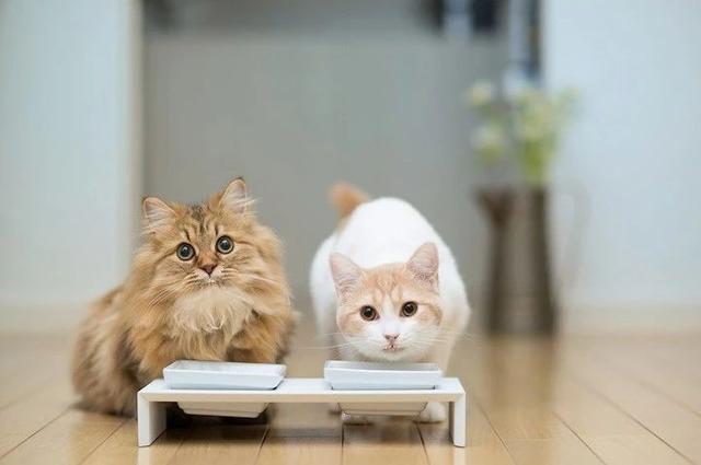 猫咪缺乏牛磺酸可能致死！表现之一是眼肿流泪，记得要额外补充