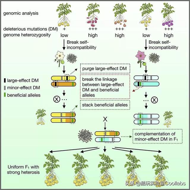土豆到底能不能当饭吃？袁隆平生前是这么说的