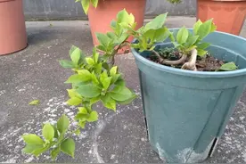 夏季光赏花！别，学会这3步操作，切个树桩培育成老桩盆景图片