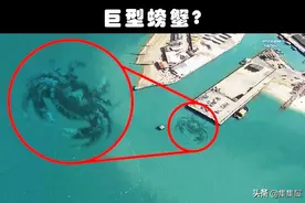 在谷歌地图上，被人们发现的9种可疑的奇特生物图片