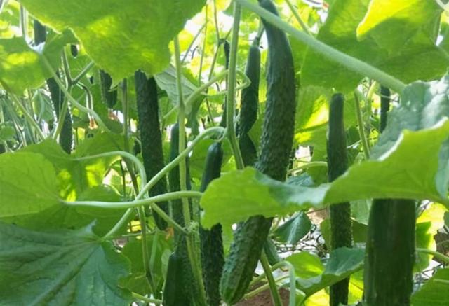 澶ф榛勭摐绉у枬鎺虹櫧绯栫殑鐗涘ザ锛屼憨浜ф敹鐩婅揪鍗佸嚑涓囷紝杩欓」鎶€鏈€煎緱鎺ㄥ箍