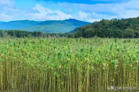 我国独有的植物，几千年不腐烂，过去南方广泛种植，如今无人问津图片