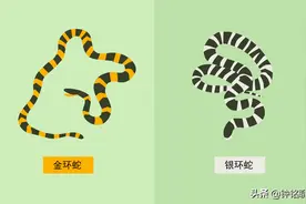 中国第一毒蛇究竟有多毒？0.08毫克就致人死亡，南方农村很常见图片