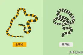 中国第一毒蛇究竟有多毒？0.08毫克就致人死亡，南方农村很常见图片
