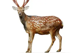 《本草精荟》：补肾益精：鹿茸的功效与应用图片